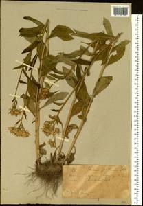 Tephroseris helenitis subsp. helenitis, Сибирь, Западный (Казахстанский) Алтай (S2a) (Казахстан)