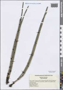 Хвощ зимующий L., Восточная Европа, Средневолжский район (E8) (Россия)