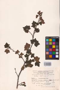 Смородина альпийская L., Восточная Европа, Западно-Украинский район (E13) (Украина)