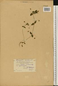 Lysimachia arvensis subsp. arvensis, Восточная Европа, Московская область и Москва (E4a) (Россия)