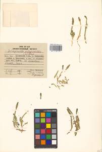Selaginoides spinulosa (A. Braun ex Döll) Li Bing Zhang & X. M. Zhou, Сибирь, Дальний Восток (S6) (Россия)