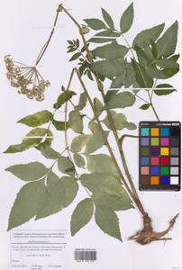 Дудник лесной L., Восточная Европа, Московская область и Москва (E4a) (Россия)