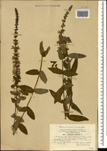 Дербенник иволистный L., Кавказ, Турецкий Кавказ (K7) (Турция)