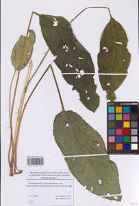 Серпуха красильная L., Восточная Европа, Московская область и Москва (E4a) (Россия)