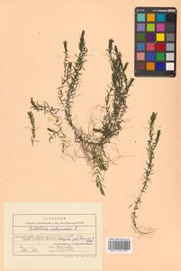 Болотник обоеполый L., Сибирь, Дальний Восток (S6) (Россия)