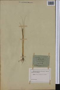 Festuca paniculata (L.) Schinz & Thell., Америка (AMER) (Неизвестно)