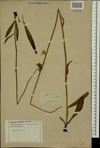 Ястребиночка зонтиковидная, Восточная Европа, Центральный лесостепной район (E6) (Россия)
