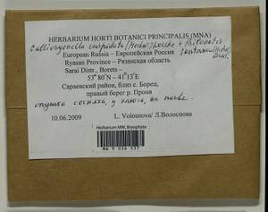 Calliergonella cuspidata (Hedw.) Loeske, Гербарий мохообразных, Мхи - Центральное Нечерноземье (B6) (Россия)