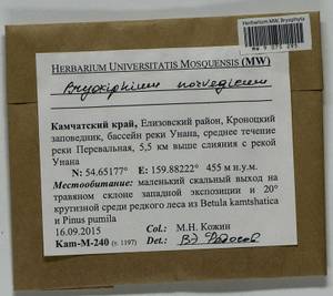 Bryoxiphium norvegicum (Brid.) Mitt., Гербарий мохообразных, Мхи - Чукотка и Камчатка (B21) (Россия)