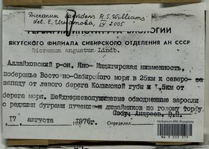 Dicranum laevidens R.S. Williams, Гербарий мохообразных, Мхи - Якутия (B19) (Россия)