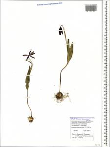 Fritillaria pinardii subsp. pinardii, Кавказ, Армения (K5) (Армения)