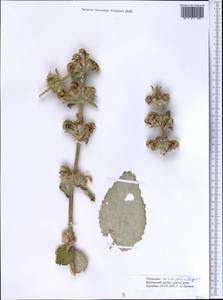 Phlomoides cordifolia (Regel) Adylov, Kamelin & Makhm., Средняя Азия и Казахстан, Западный Тянь-Шань и Каратау (M3) (Киргизия)