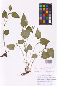 MHA0189253_2, Viola canina subsp. ruppii (All.) Schübl. & G. Martens, Восточная Европа, Центральный лесной район (E5) (Россия)