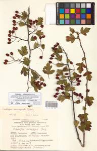 Crataegus ×subsphaericea Gand., Восточная Европа, Западный район (E3) (Россия)