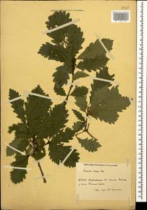 Дуб грузинский (Steven ex M.Bieb.) Krassiln., Кавказ, Азербайджан (K6) (Азербайджан)