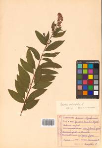 Спирея иволистная, Таволга иволистная L., Сибирь, Дальний Восток (S6) (Россия)