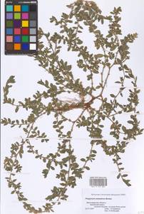 Спорыш простертый, Спорыш обыкновенный Boreau, Восточная Европа, Нижневолжский район (E9) (Россия)