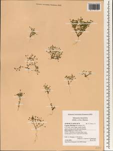 Sabulina thymifolia (Sm.) Dillenb. & Kadereit, Зарубежная Азия (ASIA) (Кипр)