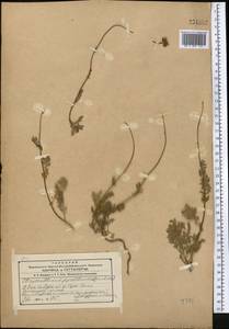 Richteria pyrethroides Kar. & Kir., Средняя Азия и Казахстан, Западный Тянь-Шань и Каратау (M3)