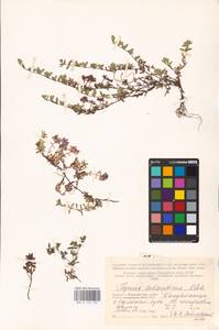 MHA 0 157 725, Thymus serpyllum subsp. tanaensis (Hyl.) Jalas, Восточная Европа, Северный район (E1) (Россия)