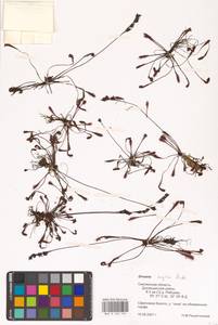 Drosera × anglica Huds., Восточная Европа, Западный район (E3) (Россия)
