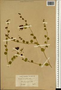 Capparis spinosa var. parviflora (Boiss.) Boiss., Зарубежная Азия (ASIA) (Иран)