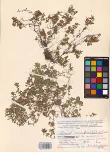 MHA 0 157 721, Thymus serpyllum subsp. tanaensis (Hyl.) Jalas, Восточная Европа, Северный район (E1) (Россия)