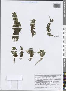 Сальвиния плавающая (L.) All., Восточная Европа, Белоруссия (E3a) (Белоруссия)