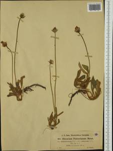 Pilosella peleteriana (Mérat) F. W. Schultz & Sch. Bip., Западная Европа (EUR) (Франция)