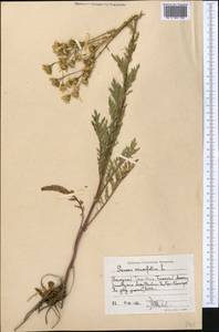 Якобея эруколистная, Средняя Азия и Казахстан, Западный Тянь-Шань и Каратау (M3) (Казахстан)