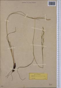 Piptatherum coerulescens (Desf.) P.Beauv., Западная Европа (EUR) (Греция)