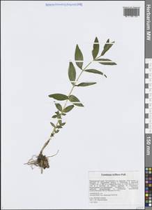 Горечавка трехцветковая Pall., Сибирь, Дальний Восток (S6) (Россия)