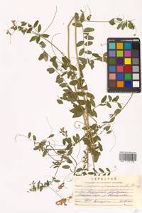 Горошек японский A.Gray, Сибирь, Дальний Восток (S6) (Россия)