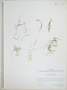 Рдест маленький L., Сибирь, Дальний Восток (S6) (Россия)