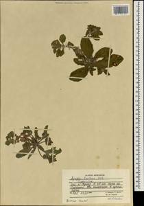Ajuga integrifolia Buch.-Ham., Зарубежная Азия (ASIA) (Афганистан)