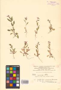 Хориспора нежная, Хориспора тоненькая (Pall.) DC., Восточная Европа, Нижневолжский район (E9) (Россия)