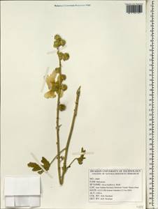 Alcea kurdica var. laxiflora (I. Riedl) Pakravan, Зарубежная Азия (ASIA) (Иран)