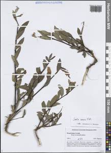 Ива сизая Vill., Сибирь, Алтай и Саяны (S2) (Россия)