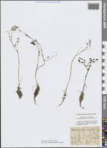 Cardamine pratensis subsp. dentata (Schult.) Čelak., Восточная Европа, Центральный район (E4) (Россия)