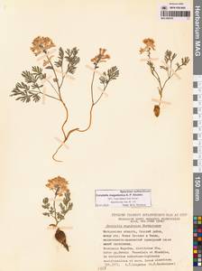 Хохлатка магаданская A.P.Khokhr., Сибирь, Чукотка и Камчатка (S7) (Россия)