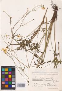 Лютик едкий L., Восточная Европа, Эстония (E2c) (Эстония)