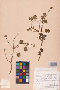 Лютик водяной, Шелковник воляной L., Восточная Европа, Северный район (E1) (Россия)