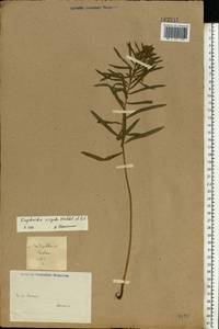 Euphorbia tommasiniana Bertol., Восточная Европа, Нижневолжский район (E9) (Россия)