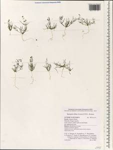 Spergularia flaccida (Madden) I. M. Turner, Зарубежная Азия (ASIA) (Израиль)