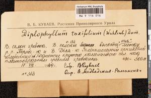 Diplophyllum taxifolium (Wahlenb.) Dumort., Гербарий мохообразных, Мхи - Западная Сибирь (включая Алтай) (B15) (Россия)