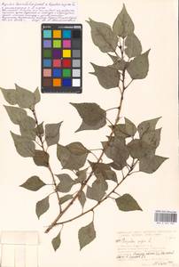 Populus nigra × laurifolia, Восточная Европа, Московская область и Москва (E4a) (Россия)