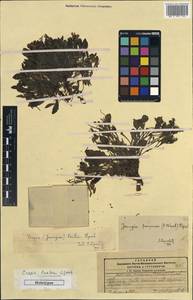 Askellia lactea (Lipsch.) W. A. Weber, Средняя Азия и Казахстан, Памир и Памиро-Алай (M2) (Таджикистан)