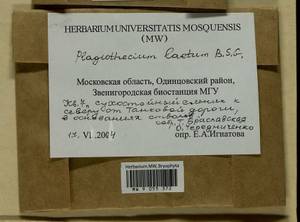 Plagiothecium laetum Schimp., Гербарий мохообразных, Мхи - Москва и Московская область (B6a) (Россия)