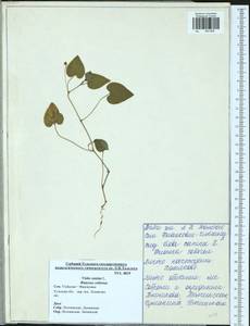 Фиалка собачья L., Восточная Европа, Центральный район (E4) (Россия)