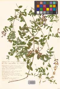 Горошек Ворошилова N.S.Pavlova, Сибирь, Дальний Восток (S6) (Россия)